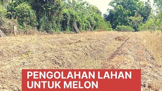 pengolahan lahan untuk tanaman melon