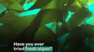 Have you ever eaten fresh algae? Discover the benefits | Veolia