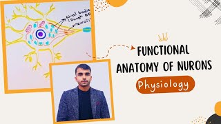 Functional anatomy of neurons.