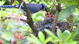 Symphony of Nature: Tranquil Birdsong in a Serene Garden 🌿🐦