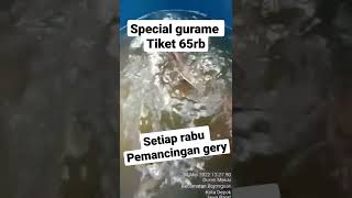 special gurame tiket 65rb// pemancingan gery #pemancingangurame #pemancingangery #mancingmania