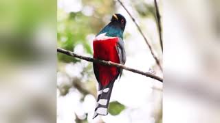 Trogon enmascarado  -  Trogon personatus