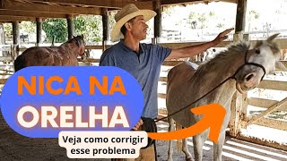 NICA NA ORELHA. VEJA COMO CONSEGUIR TER ACESSO A ORELHA DE UM CAVALO