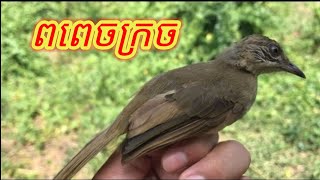 ពពេចក្រច - Streak Eared Bulbul vs. Sooty Headed Bulbul