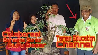 Kolaborasi Bersama Taman Education Channel||Proses Awal Pembentukan Karakter Bonsai Asam Jawa