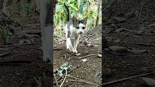 Kucing lucu jalan di kebun miaw miaw #miawmiaw #kucing #catlover