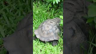 Land Tortoise, Asilo de la Paz (Haven of Peace), Floreana Island, Galapagos