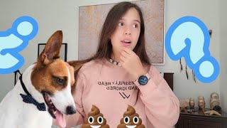 ¿Por qué mi perro se come SUS HECES? -Solución, Teorías, Causas- 💩