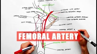 Femoral Artery | Coarctation