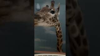 Обожнюю Цього красеня 🦒.