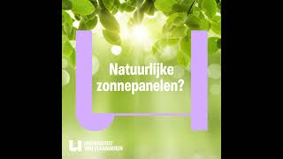 Hoe kunnen planten zonnepanelen verbeteren?