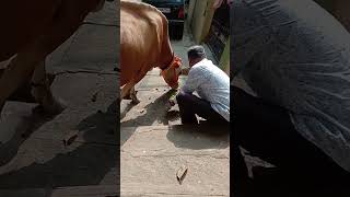 Animal's lover ... cow love