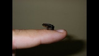 Strange but true, Top 10 World’s Smallest