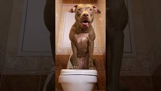 Когда на улице мороз 🥶 #shorts #питбульджина #funnydogs #doglife #cutedogs #pitbulls #funnyvideo