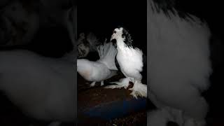 European Lahore pigeons / only for show