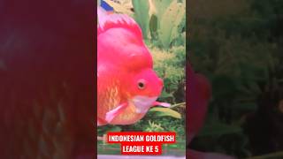 INDONESIAN GOLDFISH LEAGUE #goldfish #ikanmaskoki #goldfishkeeper