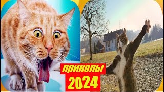 лучшие и самые смешные моменты животных2024