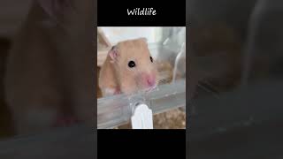 Cute Rat video WhatsApp Status | Wildlife