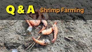 Vannamei shrimp farming Philippines | paano mag alaga ng hipon