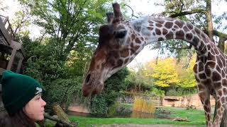 Huge Giraffe Crunches On Tasty Fresh Veggies