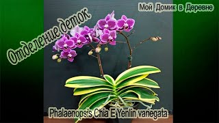 CHIA E YENLIN VARIEGATA  / МНОГОДЕТНАЯ МАМКА / ОТДЕЛЯЕМ ДЕТОК ОТ МАТОЧНОГО РАСТЕНИЯ