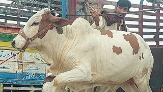 Most Expensive And Dangerous Qurbani Bulls in Pakistan 2024 I Msa Cattle Life