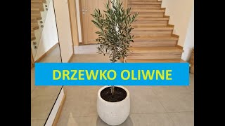 Drzewo w domu! Drzewko oliwne, drzewo, oliwka,