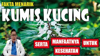 MANFAAT KUMIS KUCING UNTUK KESEHATAN DAN CARA PENGOLAHANNYA