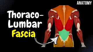 Thoracolumbar Fascia