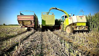 ☆Koszenie Kukurydzy 2021☆ Na Pryzmę ☆ CLAAS QUANTUM 6800 P, ☆CLAAS Jaguar 860 ☆Fendt Vario 916 /716☆