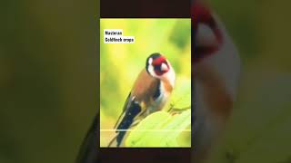 masteran chardoneret goldfinch europe