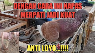 🔴🔴CARA MEMBUAT NAPAS&SETAMINA  MERPATI PLAYER#merpati #pigeon #merpatikolong #merpatijablay