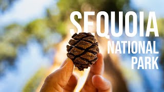 Sequoia National Park - swimming spots and big trees | where to stay, what to do | 4K