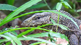 Thailand's Jungle: Sights and Sounds