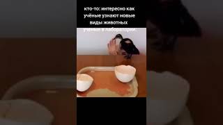 как учёные узнают новые виды животных #memes #мем #мемы