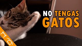 Si Tienes Gatos, DEBES VER ESTE VIDEO