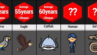 Comparison: In This Video We Will Compare The Lifespan Of The Animals.