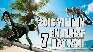 2016 Yılında Keşfedilen En Tuhaf 7 Hayvan