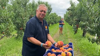 L'azienda agricola Paolo Sandri riscopre le pesche del Roero