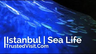 Turkey | Istanbul | Sea Life جولة كاملة شاملة في عالم البحار في اسطنبول وأطول نفق مائي في اوروبا