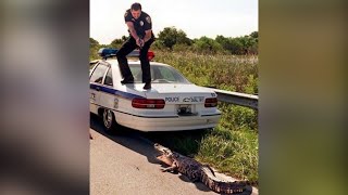 POLICE VS ANIMALS Caught On Camera!