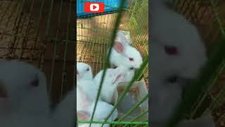 #shorts || cute little Bunnies || #rabbits || #myyoutubeshorts || #viralshorts ||