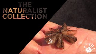 The Naturalist Collection - The Dollar Bush