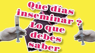 CUANDO INSEMINAR Y POR QUE ? LO QUE DEBES SABER