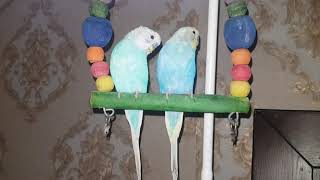 Australian parrots budgies enjoying on swing toy #budgies