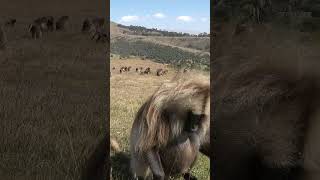 Mystery of African Baboons Grazing Uncovered