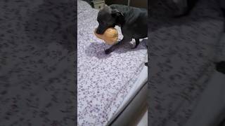 MY DOG JUST SMASH A BIG PUMPKIN !!! #dog #pumpkin #eating #funny #shorts #viral #youtubeshorts #