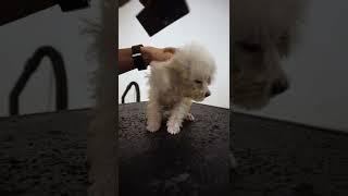 Tiny Puppy Dry And Brushing After Bathing, Subscribe For More