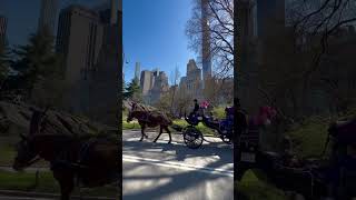 Central Park NYC Carriage