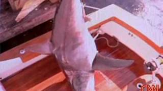 !!750-POUND SHARK CAUGHT!!